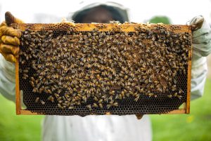 westfield bees
