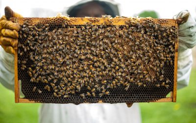 Westfield Bees, Wasps, & Hornets Removal
