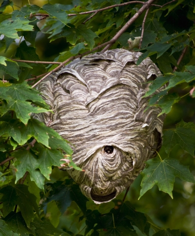 fullterton bee wasp removal fullterton bee wasp removal