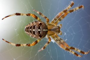 westfield spider