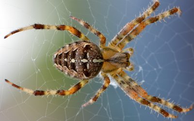 Westfield Spider Removal