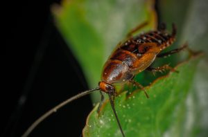 westfield cockroach