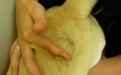 Westfield Flea Removal