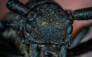 beetle