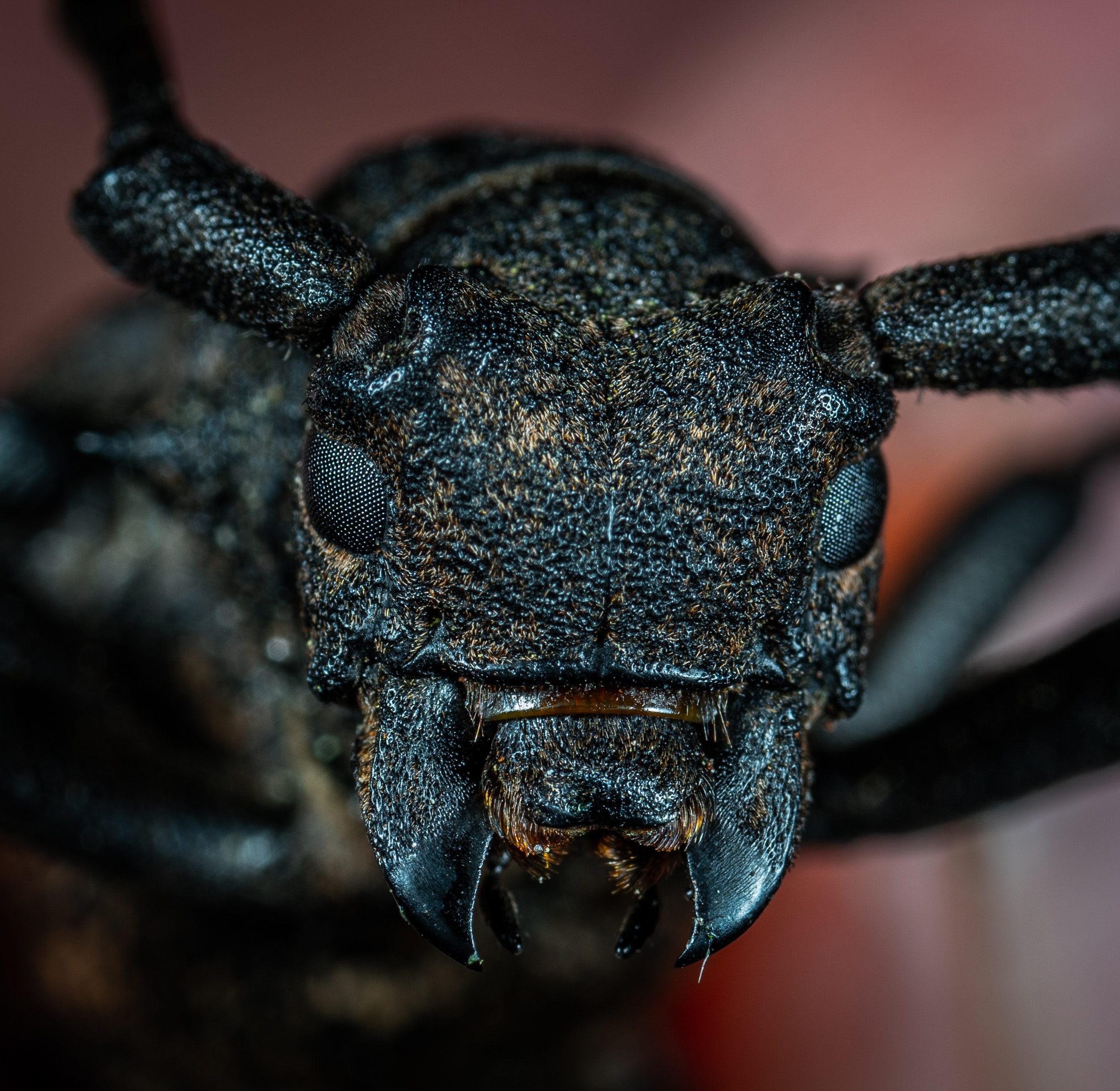 beetle beetle