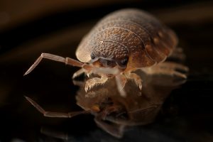 westfield bed bug