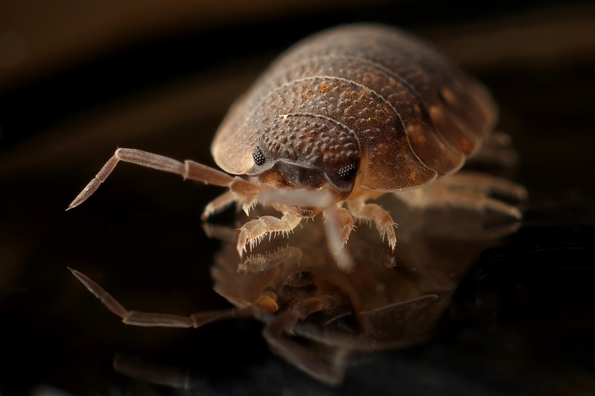 westfield bed bug westfield bed bug