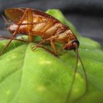 westfield cockroach on leaf