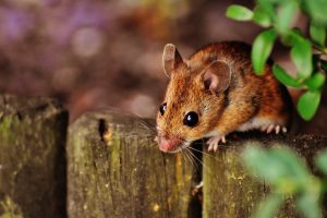 rodent on commercial environment
