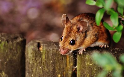 Westfield Rodent Control