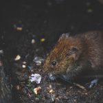 westfield rat