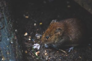 westfield rat