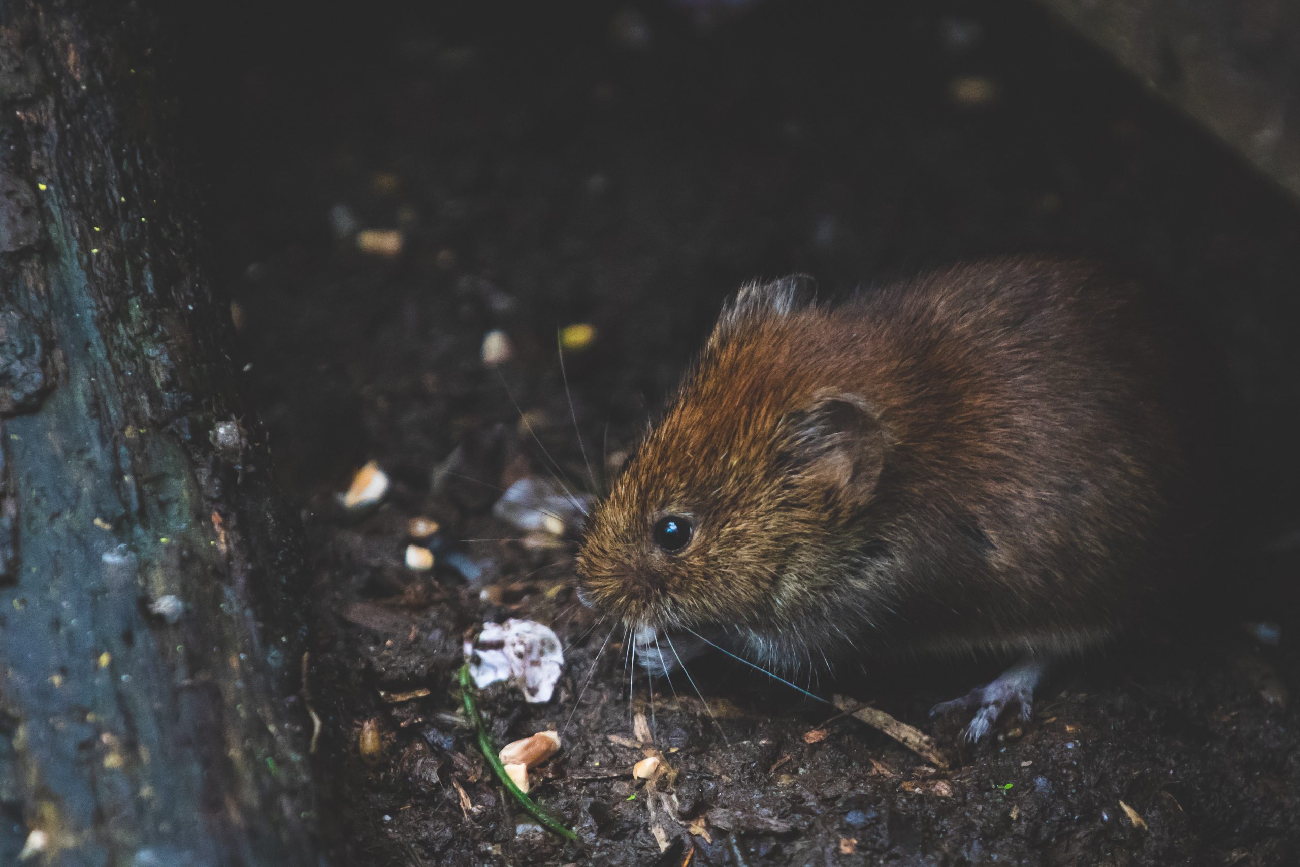 westfield rat westfield rat
