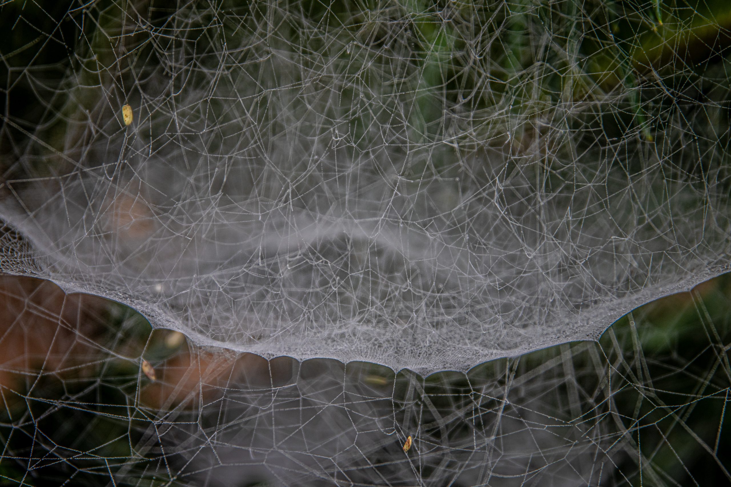 spider webs