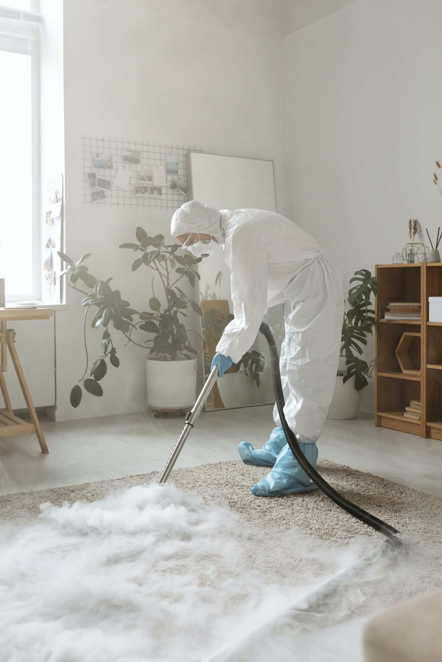 westfield pest expert westfield pest expert