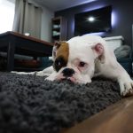 dog on carpet