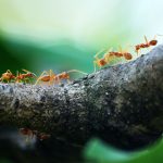 westfield ants