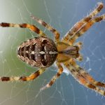 westfield spider