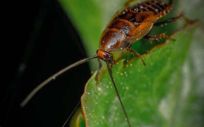 Westfield Cockroach Removal