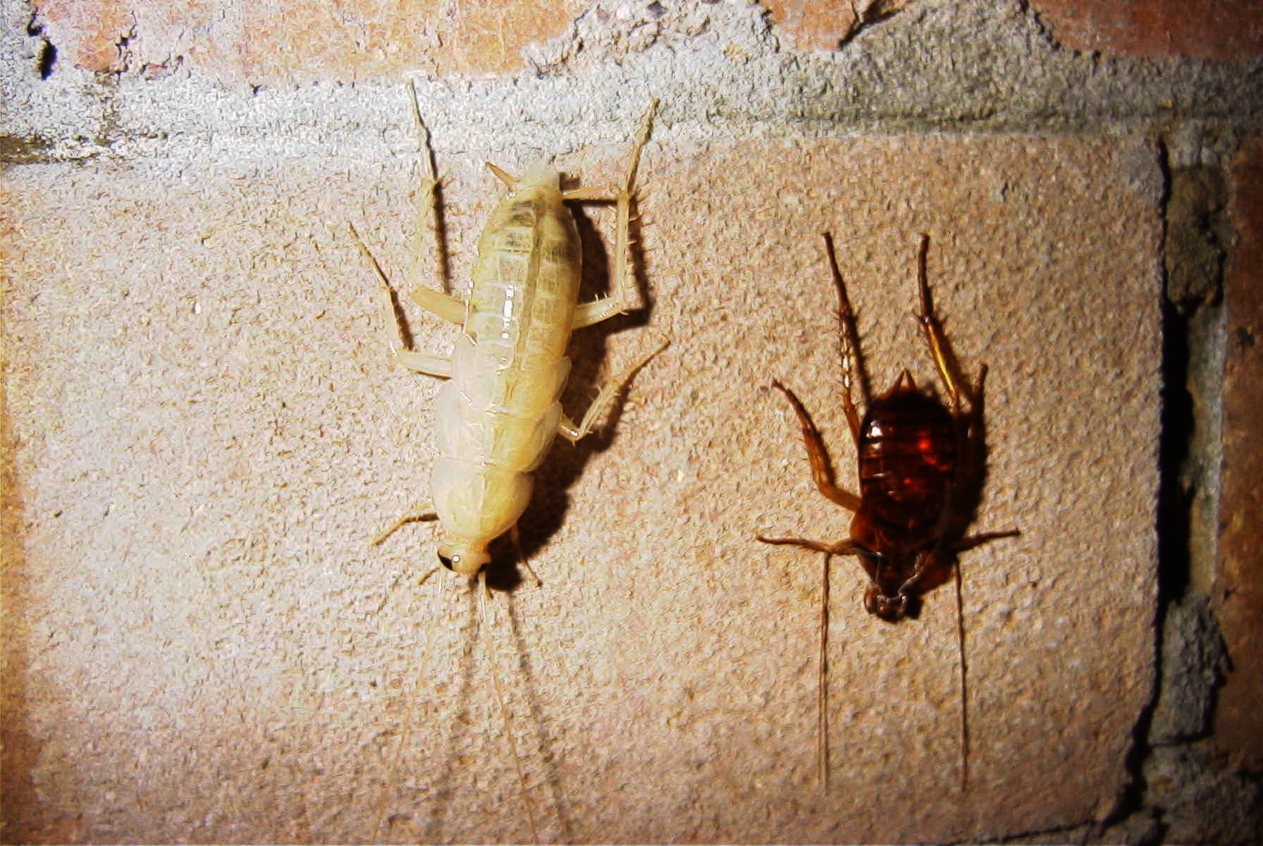 westfield cockroach