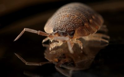 Westfield Bed Bug Treatment