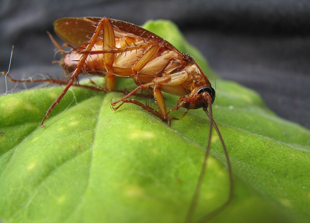 westfield cockroach on leaf