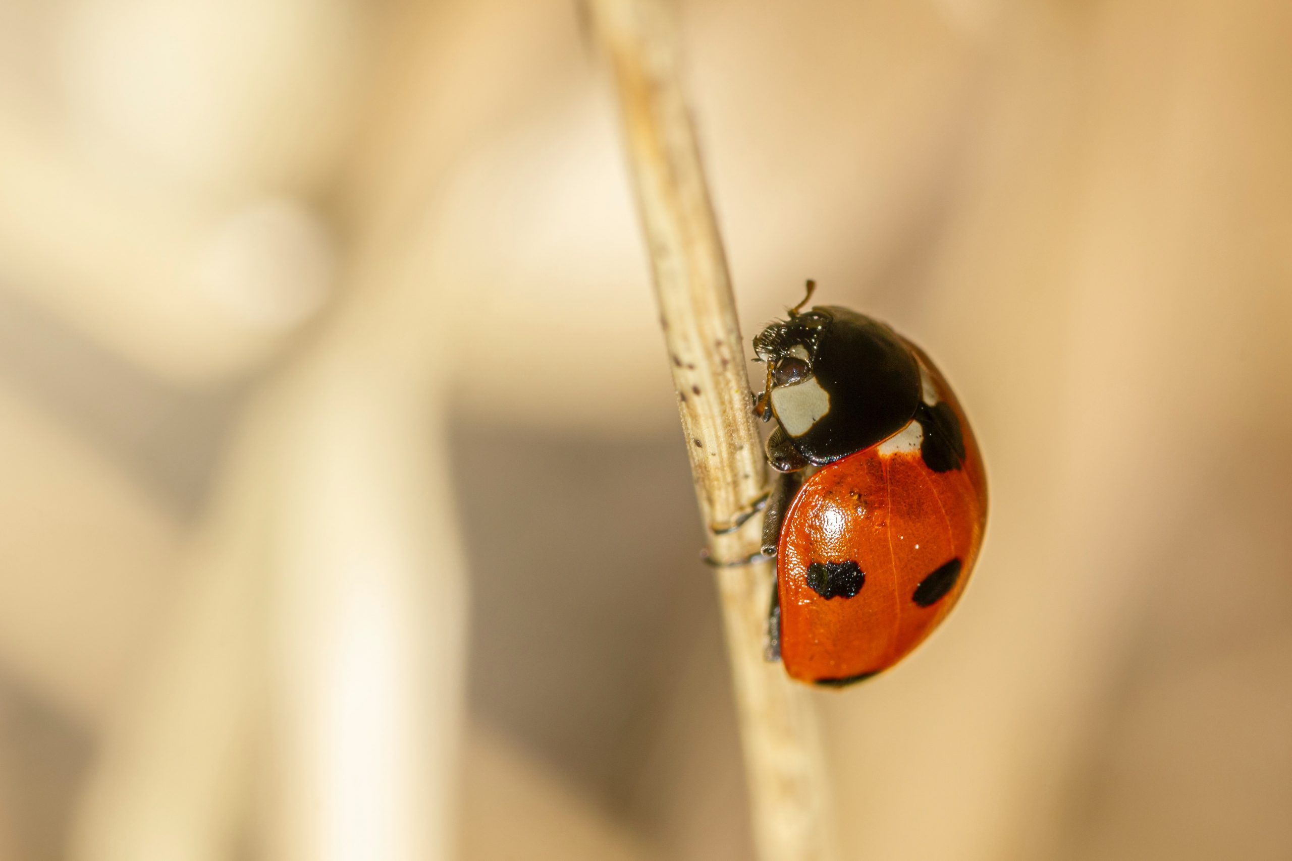 westfield ladybug