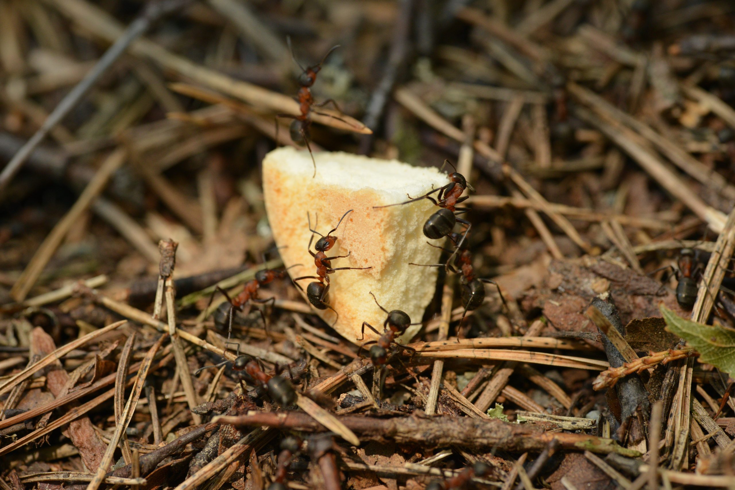 ants foraging for food