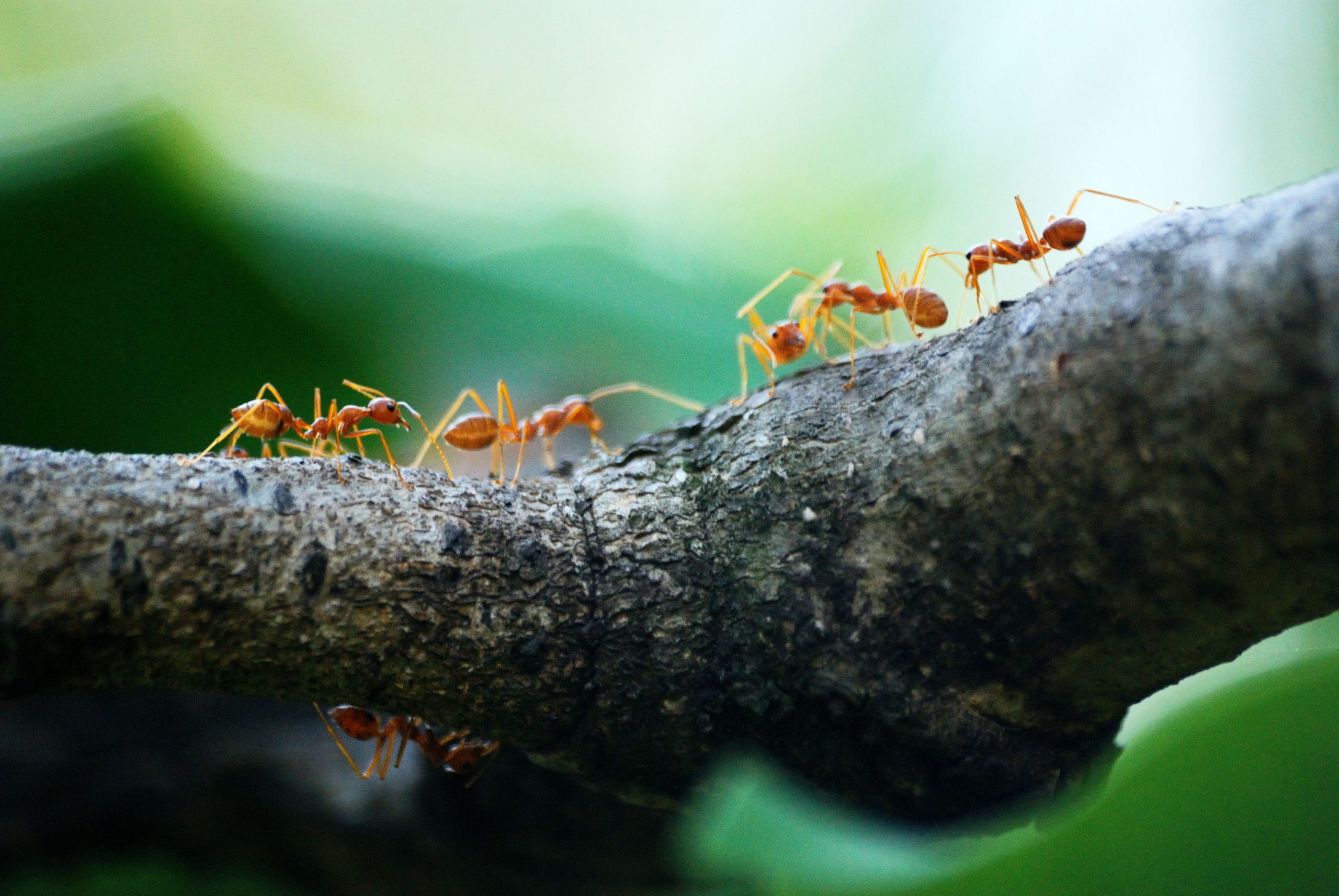 westfield ants